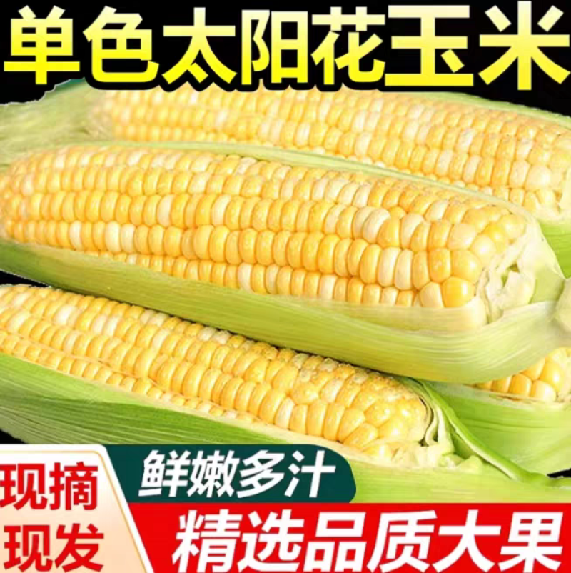 （太阳花玉米）海南玉米/水果甜玉米/产地货源/保质保量