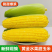 （太阳花玉米）海南玉米/水果甜玉米/产地货源/保质保量