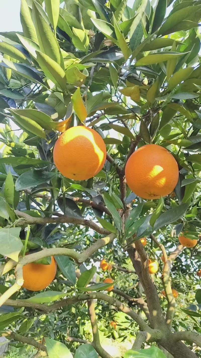 湖北伦晚脐橙，产地一手货源，量大优惠，对接全国市场电商