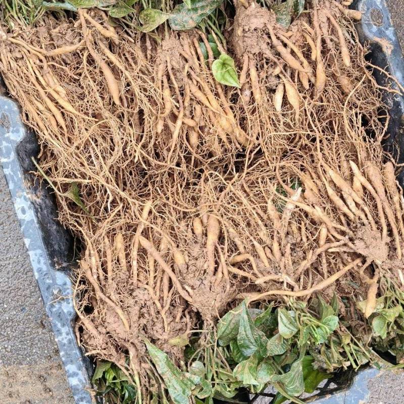 红花百部