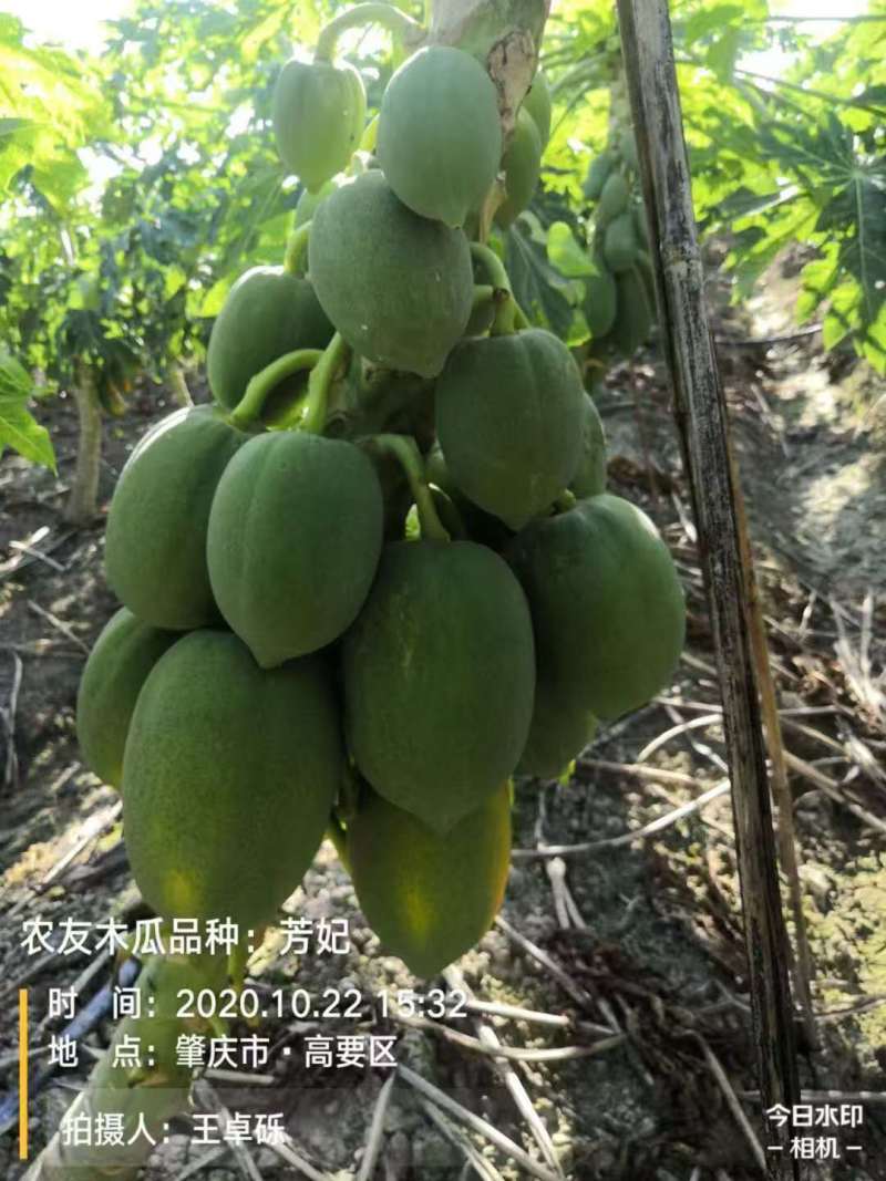 【木瓜苗】根系健壮苗场直供移栽不缓苗