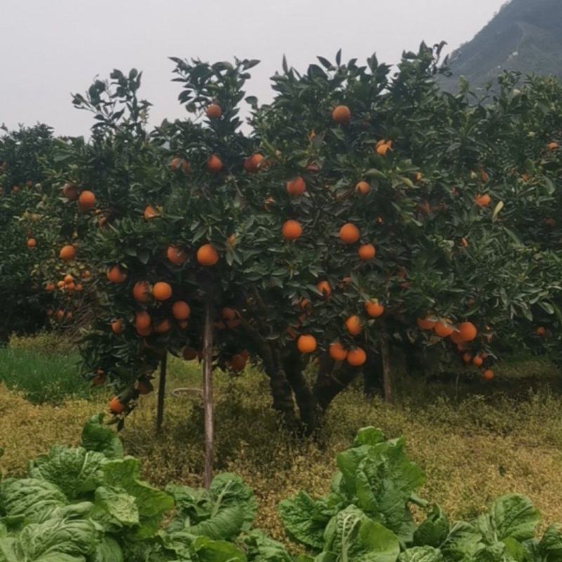 伦晚、中华红、纽荷尔