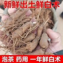 正宗白术改良品种种植食用白术新鲜鲜活,自己家种植现挖现发