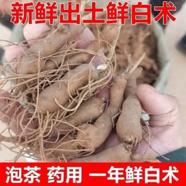 正宗白术改良品种种植食用白术新鲜鲜活,自己家种植现挖现发