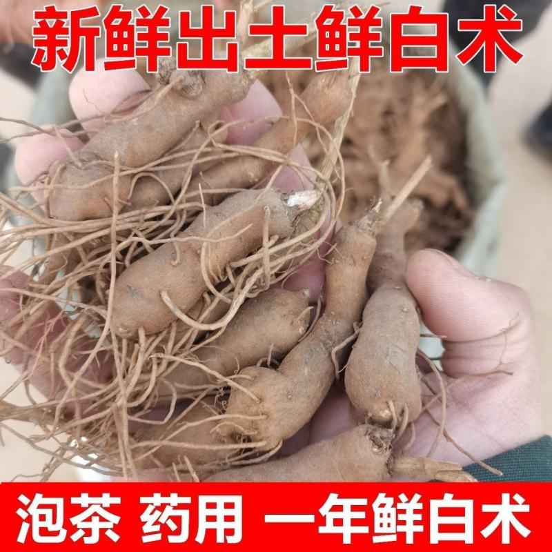正宗白术改良品种种植食用白术新鲜鲜活,自己家种植现挖现发