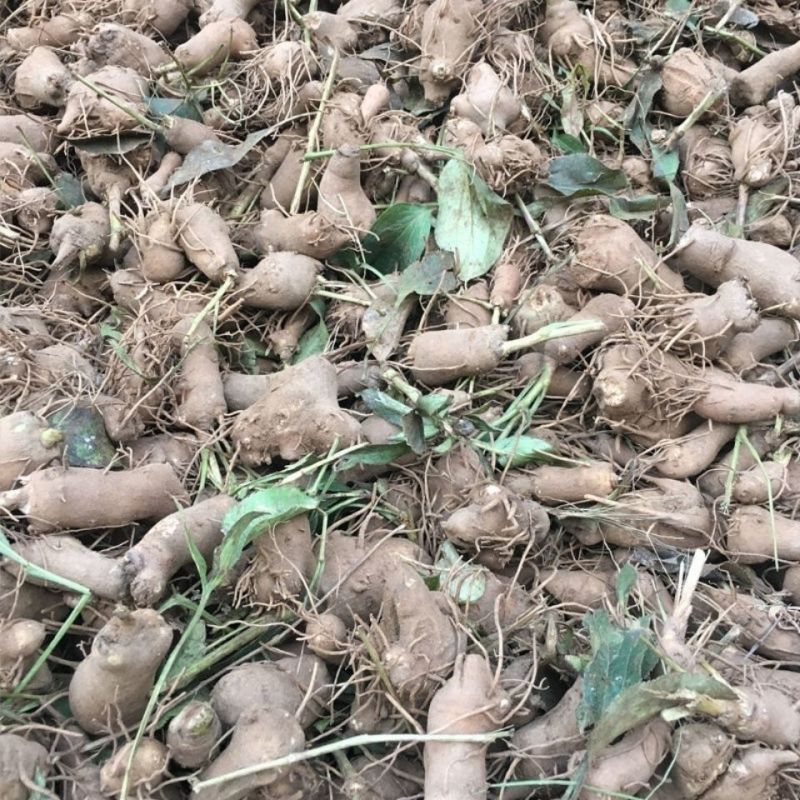 正宗白术改良品种种植食用白术新鲜鲜活,自己家种植现挖现发