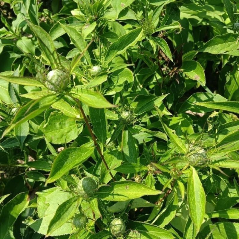 正宗白术改良品种种植食用白术新鲜鲜活,自己家种植现挖现发