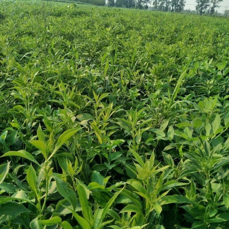 正宗白术改良品种种植食用白术新鲜鲜活,自己家种植现挖现发