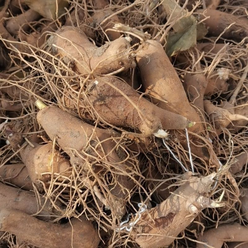正宗白术改良品种种植食用白术新鲜鲜活,自己家种植现挖现发