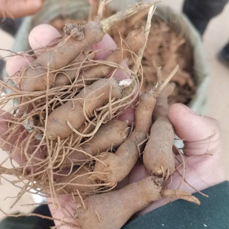 正宗白术改良品种种植食用白术新鲜鲜活,自己家种植现挖现发