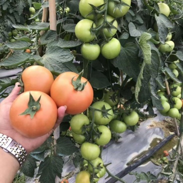 【大番茄直生】全基质穴盘苗苗场直供一手货源