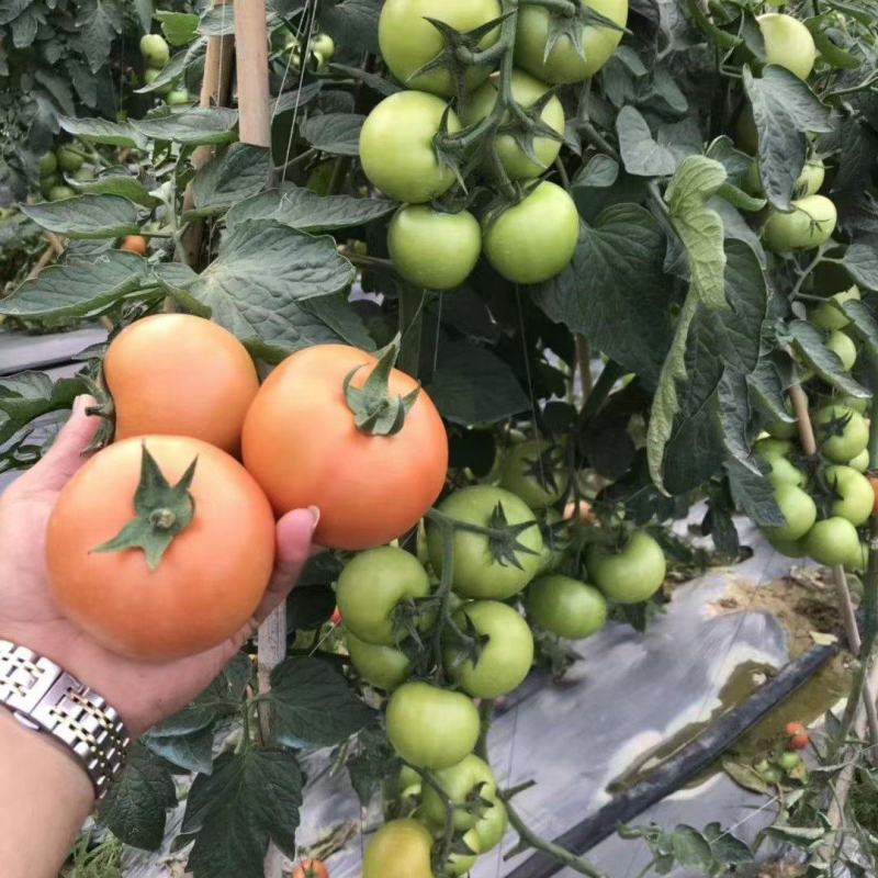 【大番茄直生】全基质穴盘苗苗场直供一手货源