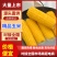 精品玉米🌽产地一手货源质量三包！可大量供应各大渠道！