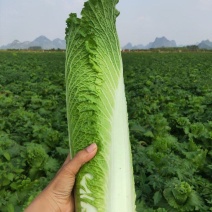 【竹筒菜】苗场直供量大从优一手货源物美价廉
