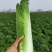 【竹筒菜】苗场直供量大从优一手货源物美价廉