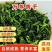 脱水万年青脱水蔬菜前期整颗万年青拌饭小青菜