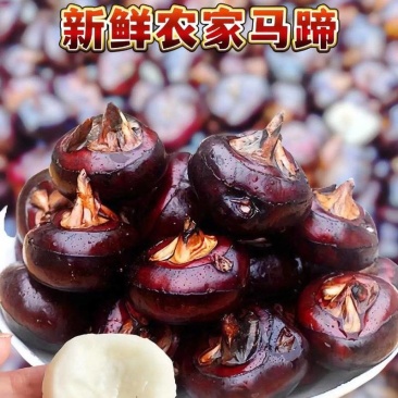 无为荸荠珍珠马蹄量大质优价格优惠欢迎各大老板采购