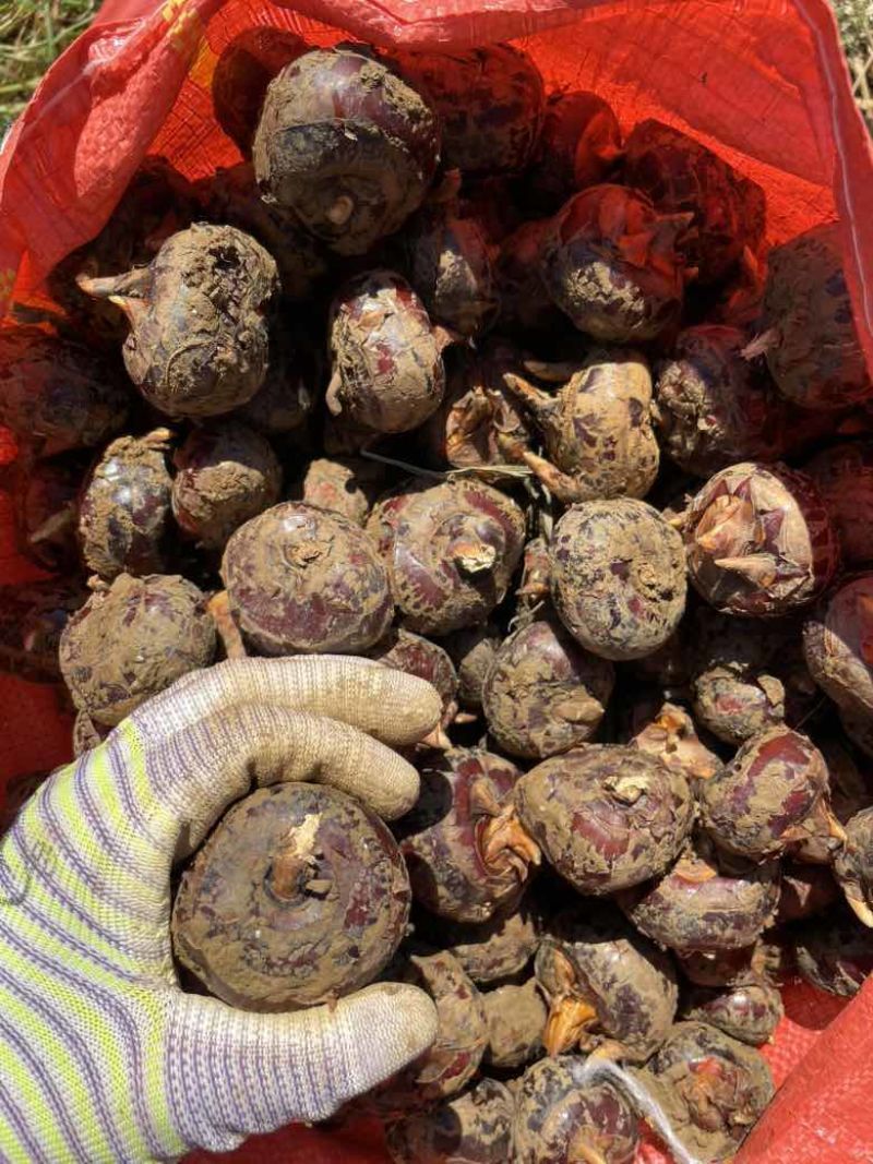 无为荸荠珍珠马蹄量大质优价格优惠欢迎各大老板采购