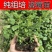 蓝莓组培苗树苗奥尼尔大果丰产纯甜