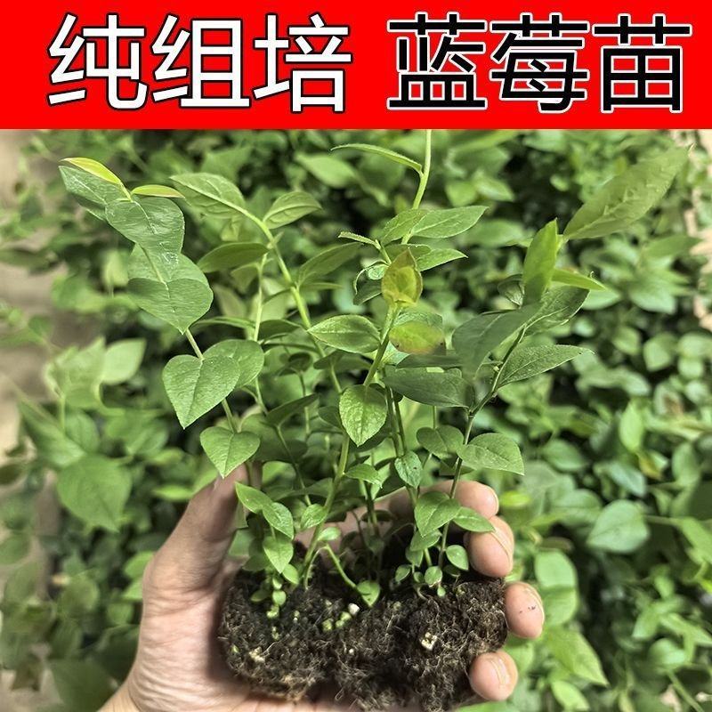 蓝莓组培苗树苗奥尼尔大果丰产纯甜