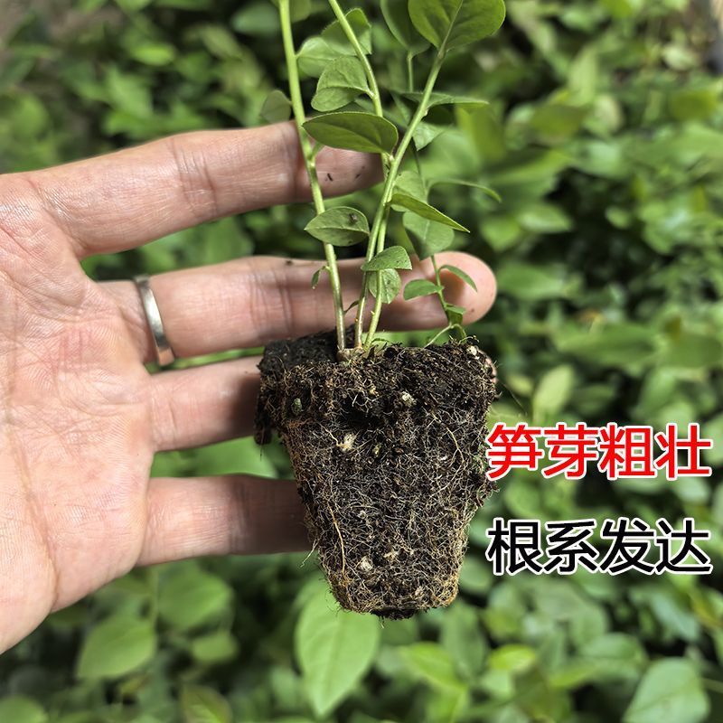 蓝莓组培苗树苗奥尼尔大果丰产纯甜