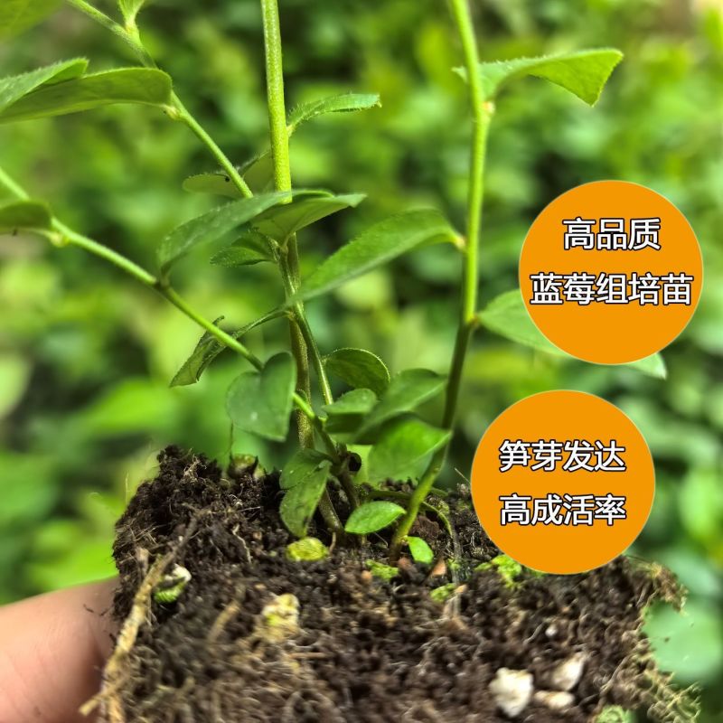 蓝莓组培苗树苗奥尼尔大果丰产纯甜