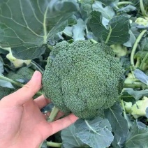 【西兰花】长势旺盛结球紧实现货直发基地直销