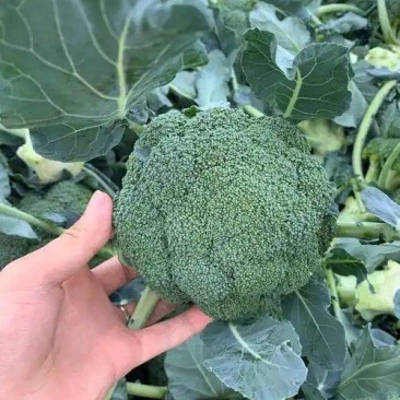 【西兰花】长势旺盛结球紧实现货直发基地直销