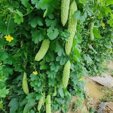 【苦瓜苗】穴盘苗凉瓜苗珍珠苦瓜苗场直供量大优惠