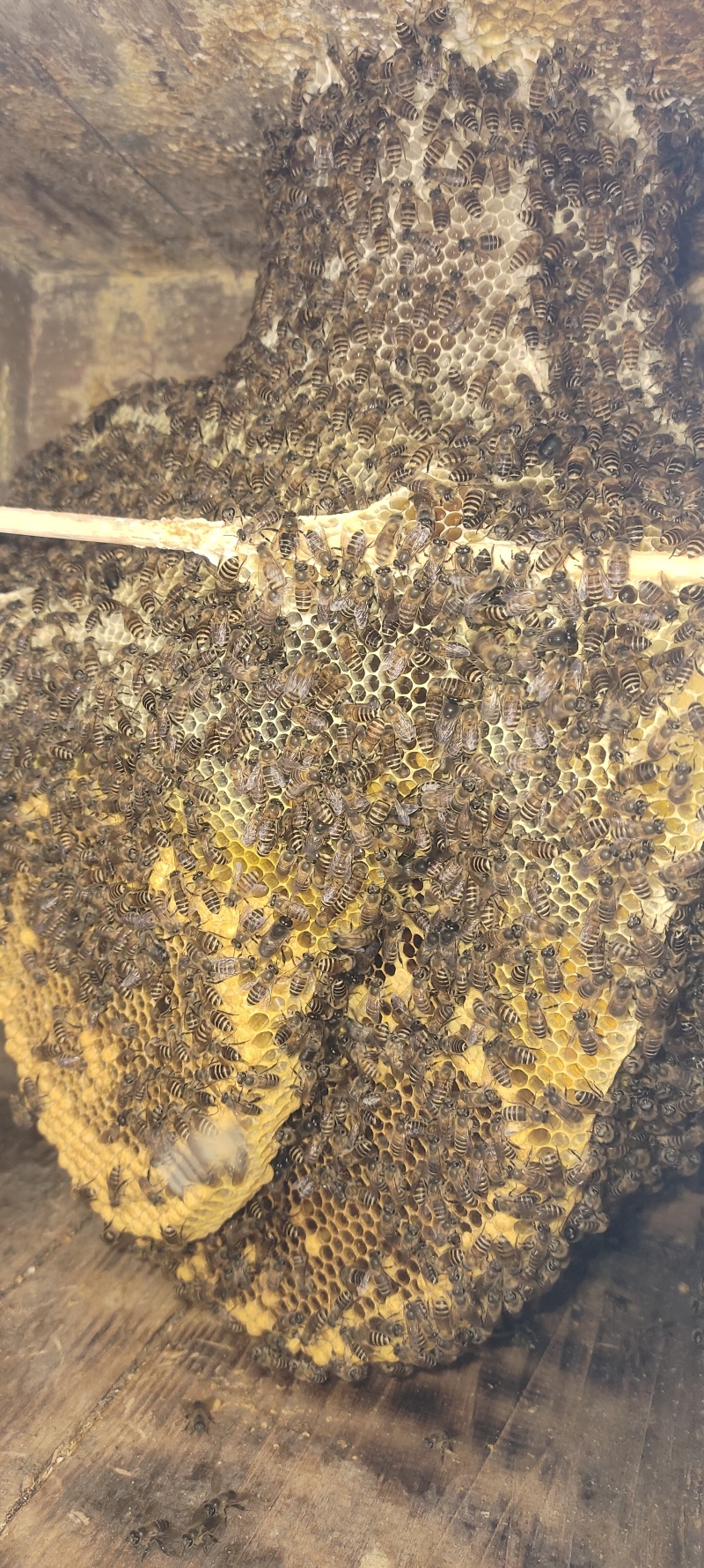 土蜂蜜
