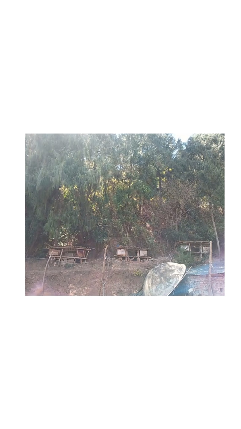 土蜂蜜