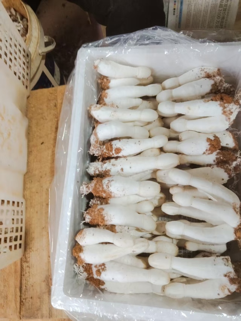 鸡腿菇