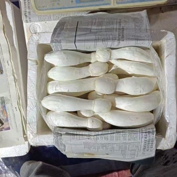 鸡腿菇