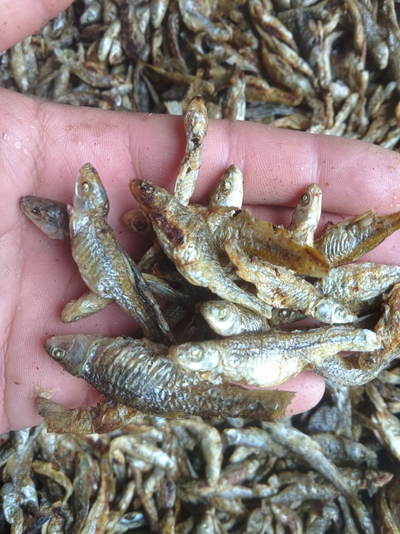 火焙麦穗鱼干