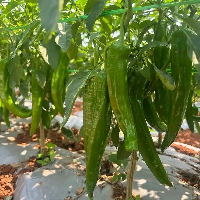 青椒苗牛角椒薄皮肉厚种苗基地直供欢迎联系