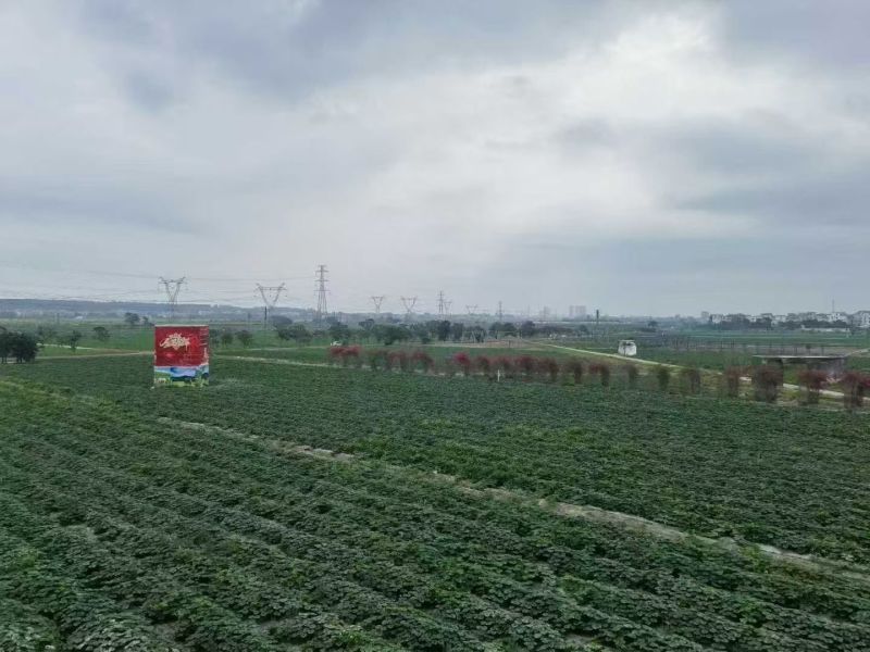 山西文水贝贝南瓜产地发货一手货源批发品质保证