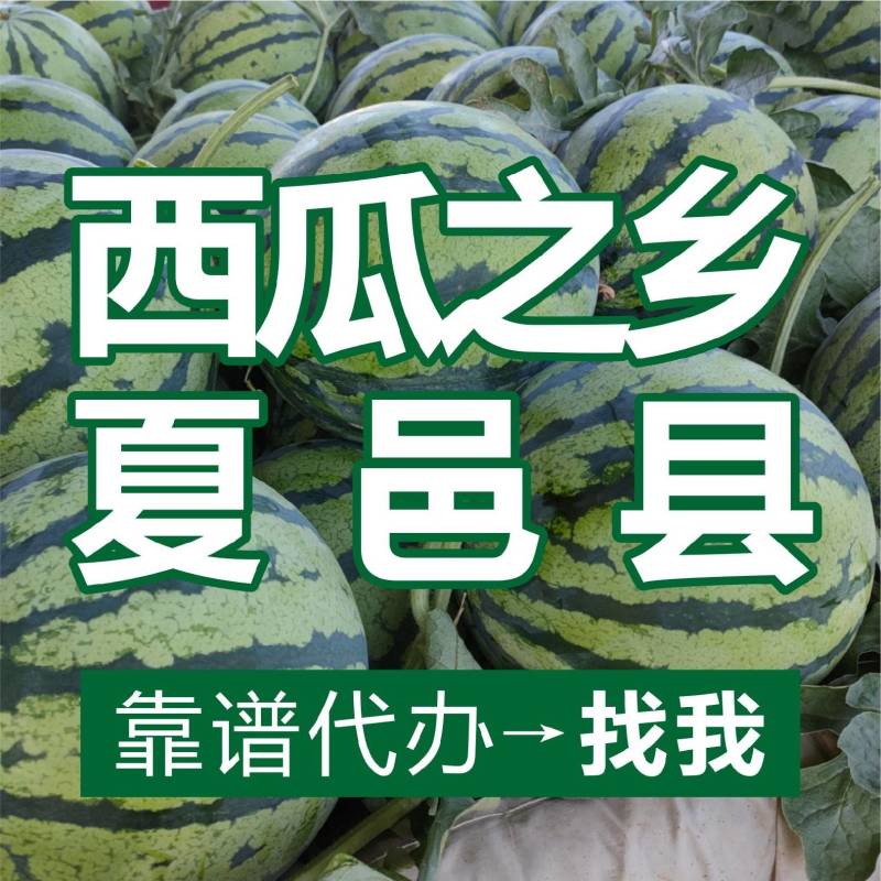 【夏邑西瓜】4月底上市，看货订货买货找我咨询