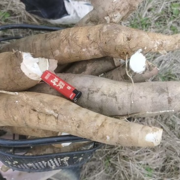 木薯现货现买现挖