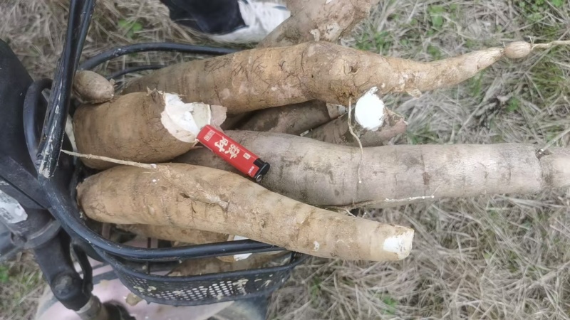 木薯现货现买现挖