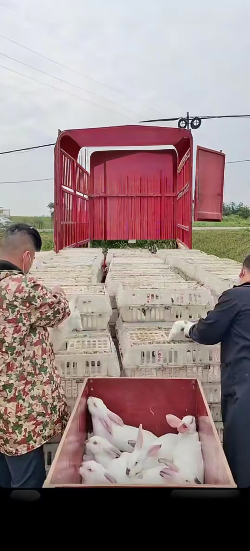 【伊拉兔】广西活兔/兔子/可视频看兔、检疫齐全活泼