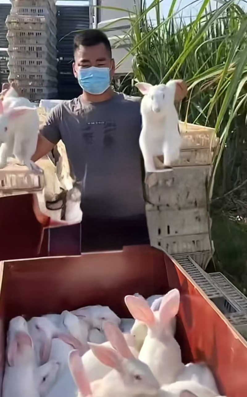 【伊拉兔】广西活兔/兔子/可视频看兔、检疫齐全活泼