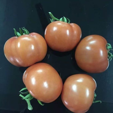 【番茄苗】【大番茄直生】西红柿苗全基质穴盘苗苗场直供