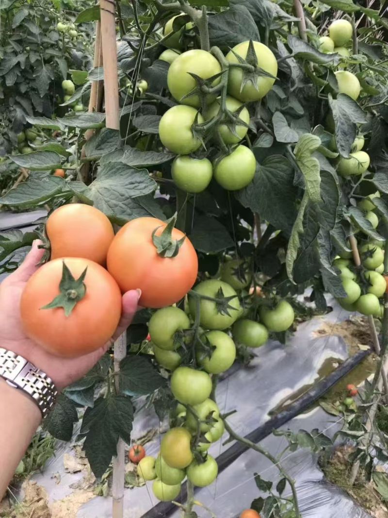 【番茄苗】【大番茄直生】西红柿苗全基质穴盘苗苗场直供