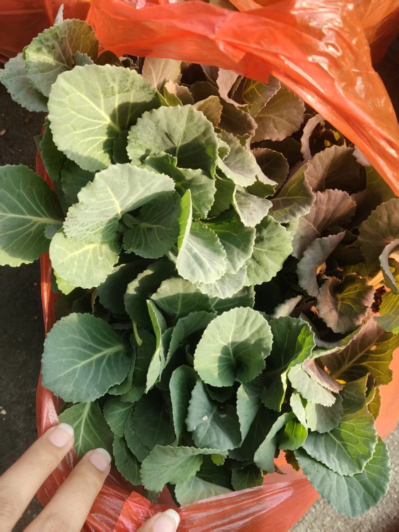 甘蓝苗【平包苗】苗场直供价格优惠移栽不缓苗成功率高