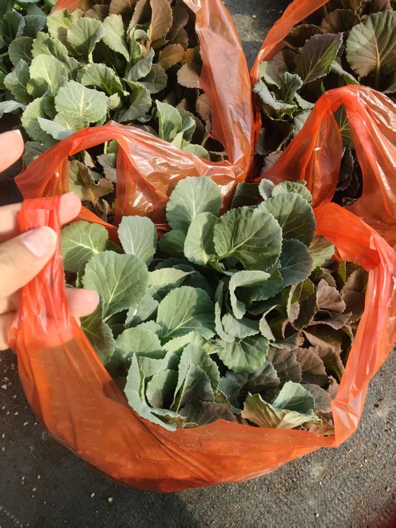 甘蓝苗【平包苗】苗场直供价格优惠移栽不缓苗成功率高
