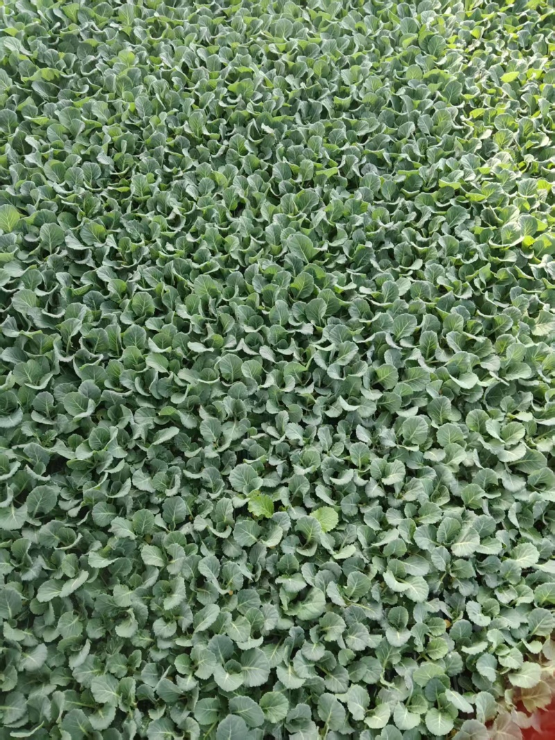 甘蓝苗【平包苗】苗场直供价格优惠移栽不缓苗成功率高