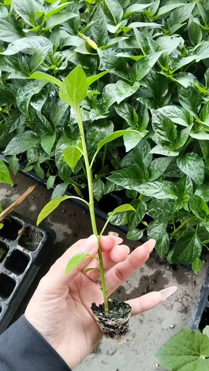 【灯笼椒苗】根系健壮易活丰产苗场直供