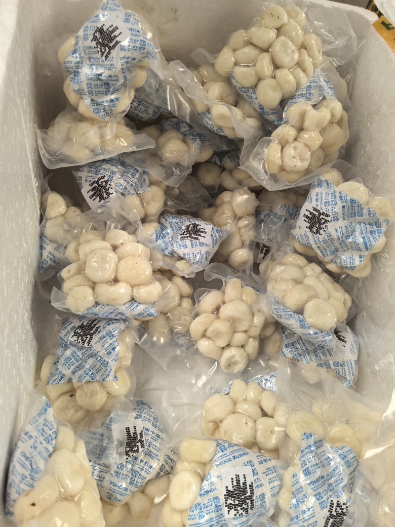 手工去皮马蹄半斤一包1斤一包可以按需定制