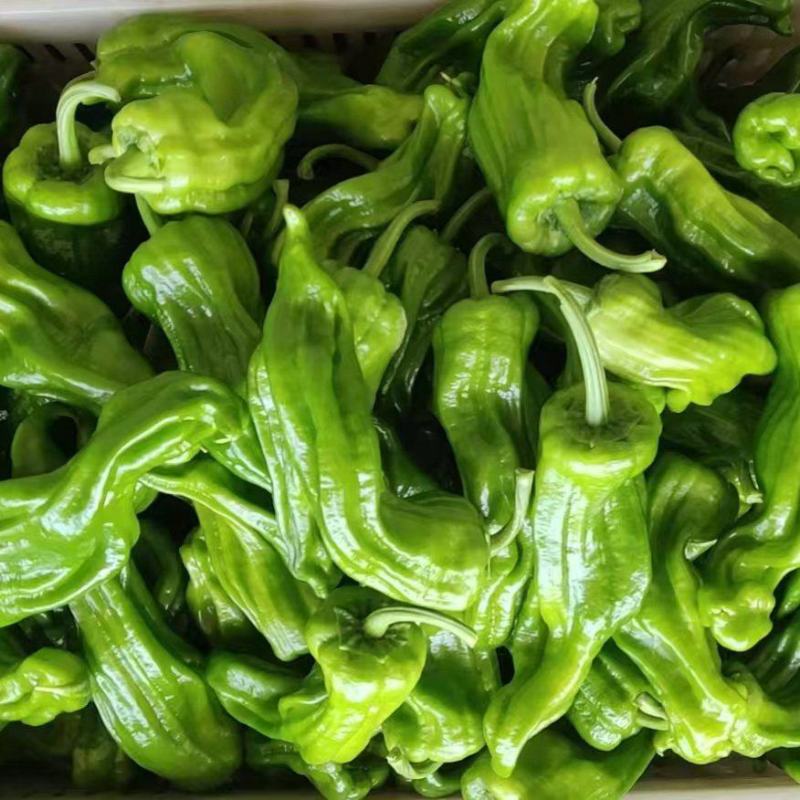 苗场直供辣椒苗：泡椒苗薄皮椒易活丰产