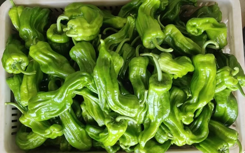 苗场直供辣椒苗：泡椒苗薄皮椒易活丰产